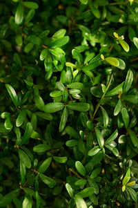 Brahmi