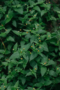 Cica (Centella Asiatica)