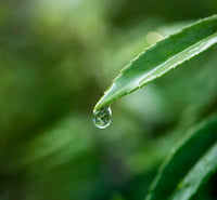 Tea Tree Oil